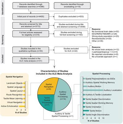 Neural substrates of spatial processing and navigation in blindness: An activation likelihood estimation meta-analysis